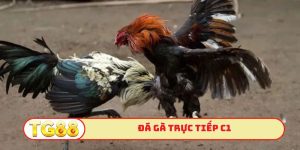 Đá gà trực tiếp c1